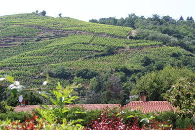 Christophe Pichon Saint-Joseph Vineyards near Chavanay